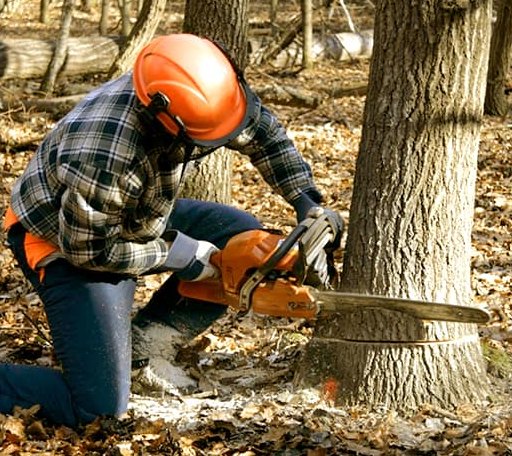 Tree Removal in Tyronza, AR